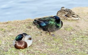 Mallards