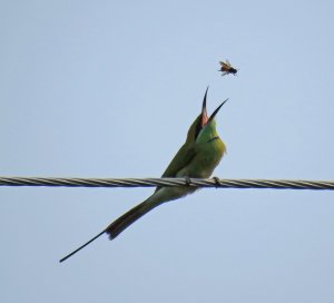 Bee eater