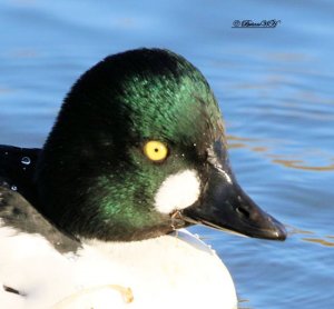 Goldeneye