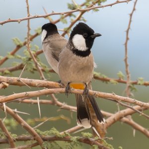 White-eared Bulbul