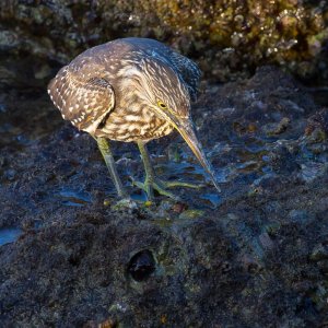 Juvenile Black-crowned Night Heron