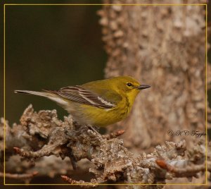 Pine Warbler