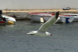 Audouin's Gull, Mallorca