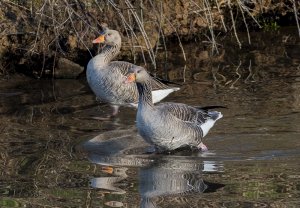 Greylag Geese