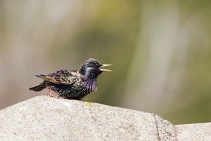 Common starling