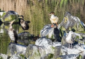 Cormorant-Herring gull-Goosander-Moorhen