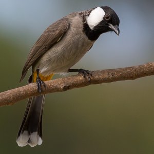 White-eared Bulbul