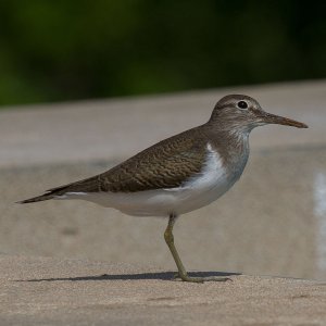 Common Sandpiper