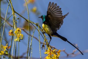 Nile Valley Sunbird