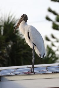 Wood Stork, Florida