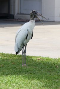 Wood Stork, Florida