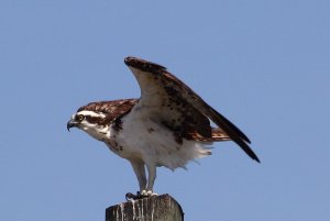 Osprey, Florida