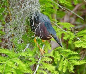 Green Heron