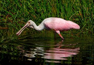 Juvenile Roseate Spoonbill