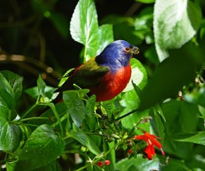 Male Painted Bunting