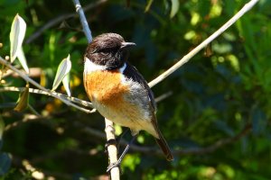 stonechat, mallorca