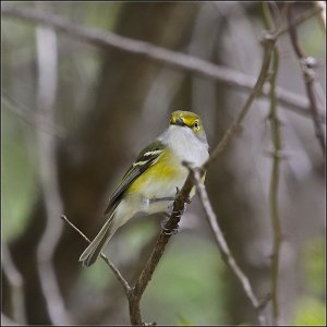 White-eyed Vireo