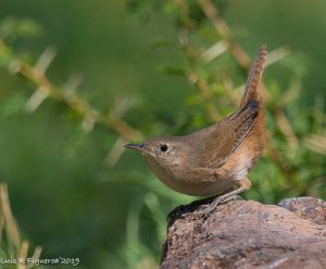 House Wren