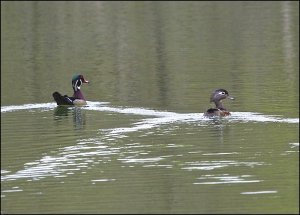 Wood Ducks (male & female)