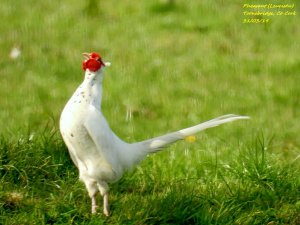 Leucistic Pheasant