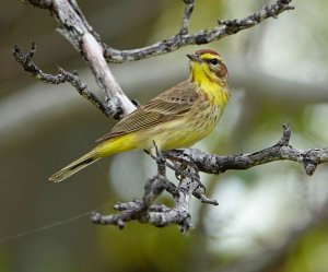 Palm Warbler