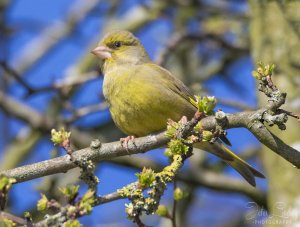 Greenfinch