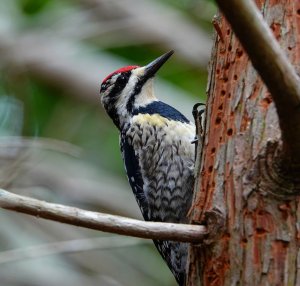 Yellow-bellied Sapsucker