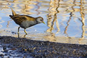 Little crake