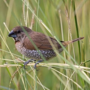 Scaly-breasted Munia