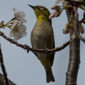 Japanese White-Eye