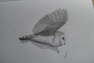 Barn Owl