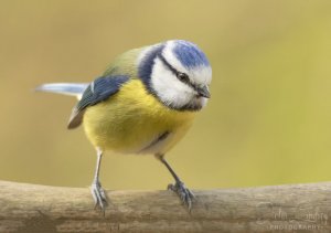 Blue Tit