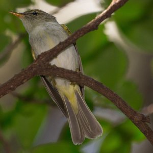 Ijima's Leaf Warbler