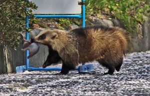 Japanese badger .... with pup!