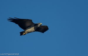 Black-chested Buzzard-eagle