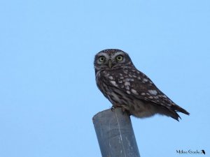 The little owl