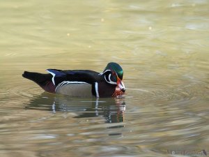 Wood duck male