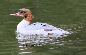 Goosander