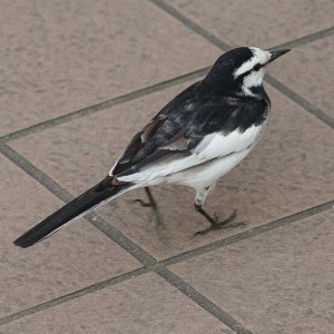 White Wagtail - Black Backed