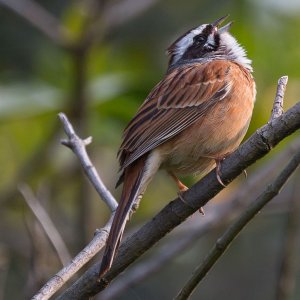 Meadow Bunting