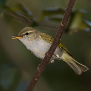 Ijima's Leaf Warbler