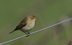 Chiffchaff