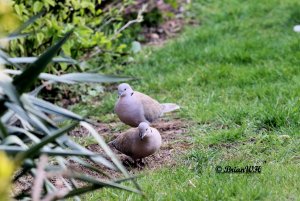 Collared Doves