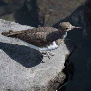 Common Sandpiper