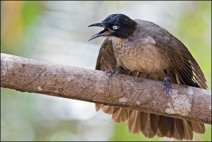 Blackcap Babbler