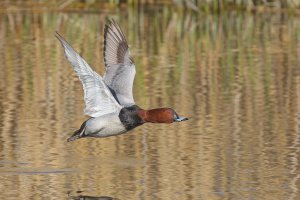 Common Pochard