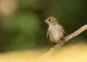 Spotted Flycatcher