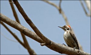 Brown-backed Woodpecker