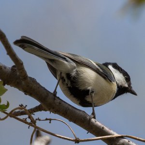 Japanese Tit