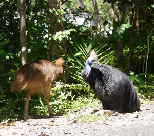 Southern Cassowary increase